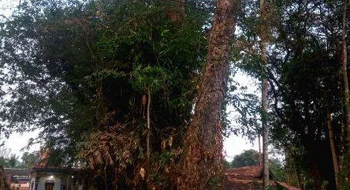 കലഞ്ഞൂർ – ഇളമണ്ണൂർ റോഡില് ഏത് നിമിഷവും നിലം പൊത്താറായ അവസ്ഥയിൽ വൻമരം ; ആശങ്കയില് യാത്രക്കാര് കലഞ്ഞൂർ – ഇളമണ്ണൂർ റോഡില് ഏത് നിമിഷവും നിലം പൊത്താറായ അവസ്ഥയിൽ വൻമരം ; ആശങ്കയില് യാത്രക്കാര്