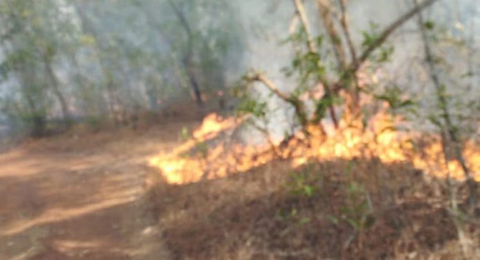 കോന്നി വനമേഖലയെ വിഴുങ്ങി കാട്ടുതീ ; അണയ്ക്കുവാൻ കഴിയാതെ അധികൃതർ കോന്നി വനമേഖലയെ വിഴുങ്ങി കാട്ടുതീ ; അണയ്ക്കുവാൻ കഴിയാതെ അധികൃതർ