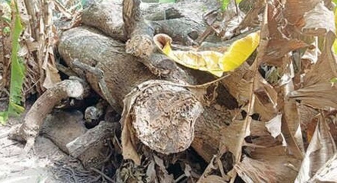 മുറിച്ചുമാറ്റിയ മാവ് മുറ്റത്തുനിന്നും നീക്കം ചെയ്തില്ല ; ദുരിതത്തില് കുരമ്പാല ഗവ. എൽ.പി.സ്കൂള് കുട്ടികള് മുറിച്ചുമാറ്റിയ മാവ് മുറ്റത്തുനിന്നും നീക്കം ചെയ്തില്ല ; ദുരിതത്തില് കുരമ്പാല ഗവ. എൽ.പി.സ്കൂള് കുട്ടികള്