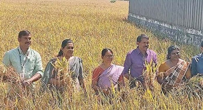 മാമ്പ്ര പാടശേഖരത്ത് കൊയ്ത്ത് തുടങ്ങി മാമ്പ്ര പാടശേഖരത്ത് കൊയ്ത്ത് തുടങ്ങി
