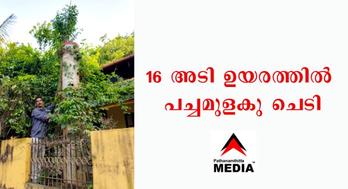 വീട്ടുമുറ്റത്ത് 16 അടി ഉയരത്തിൽ വളർന്നുനിൽക്കുന്ന പച്ചമുളകു ചെടി വീട്ടുമുറ്റത്ത് 16 അടി ഉയരത്തിൽ വളർന്നുനിൽക്കുന്ന പച്ചമുളകു ചെടി