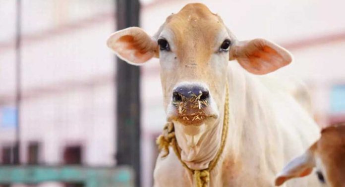 ജില്ലയില് കന്നുകാലി ഇന്ഷുറന്സ് പദ്ധതി ഗോസമൃദ്ധി ആരംഭിച്ചു ജില്ലയില് കന്നുകാലി ഇന്ഷുറന്സ് പദ്ധതി ഗോസമൃദ്ധി ആരംഭിച്ചു