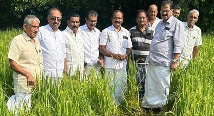 കാട്ടുപന്നി ആക്രമണത്തിൽ നെൽകൃഷി നശിച്ച കർഷകർക്ക് അടിയന്തിര ധനസഹായം നൽകണം ; വർഗീസ് മാമ്മൻ കാട്ടുപന്നി ആക്രമണത്തിൽ നെൽകൃഷി നശിച്ച കർഷകർക്ക് അടിയന്തിര ധനസഹായം നൽകണം ; വർഗീസ് മാമ്മൻ