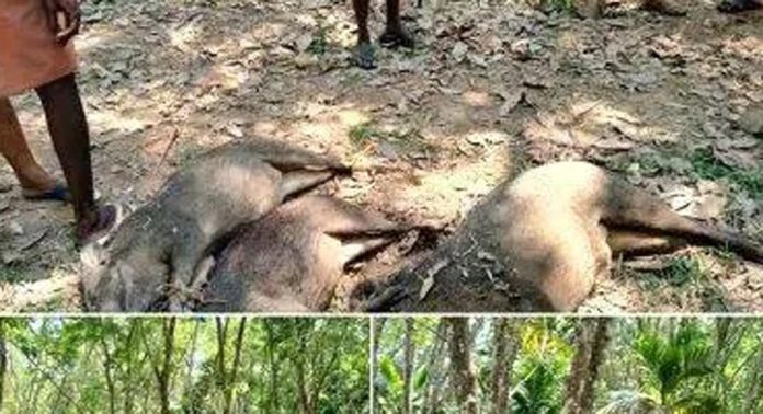 മെഴുവേലി പഞ്ചായത്തിൽ മൂന്ന് കാട്ടുപന്നികളെ വെടിവെച്ച് കൊന്നു മെഴുവേലി പഞ്ചായത്തിൽ മൂന്ന് കാട്ടുപന്നികളെ വെടിവെച്ച് കൊന്നു
