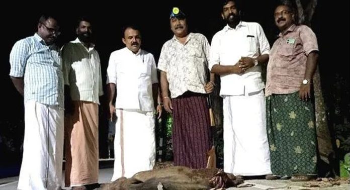 കല്ലൂപ്പാറ പഞ്ചായത്തില് കൃഷി നശിപ്പിക്കാനെത്തിയ കാട്ടുപന്നിയെ വെടിവെച്ചു കൊന്നു കല്ലൂപ്പാറ പഞ്ചായത്തില് കൃഷി നശിപ്പിക്കാനെത്തിയ കാട്ടുപന്നിയെ വെടിവെച്ചു കൊന്നു