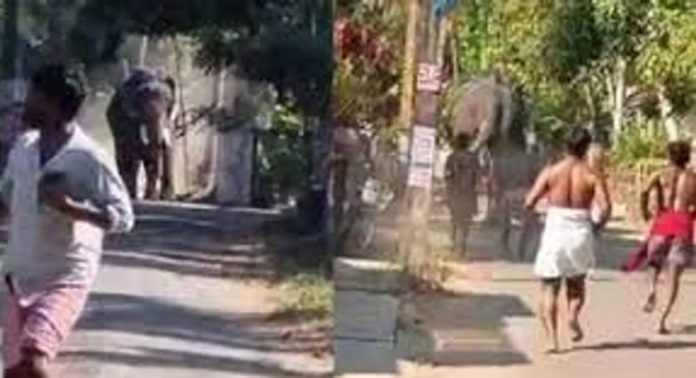 തൃശ്ശൂരില് ഉത്സവത്തിന് എത്തിച്ച ആന ഇടഞ്ഞു ; രണ്ട് പേരെ കുത്തി, ഒരാള് മരിച്ചു തൃശ്ശൂരില് ഉത്സവത്തിന് എത്തിച്ച ആന ഇടഞ്ഞു ; രണ്ട് പേരെ കുത്തി, ഒരാള് മരിച്ചു