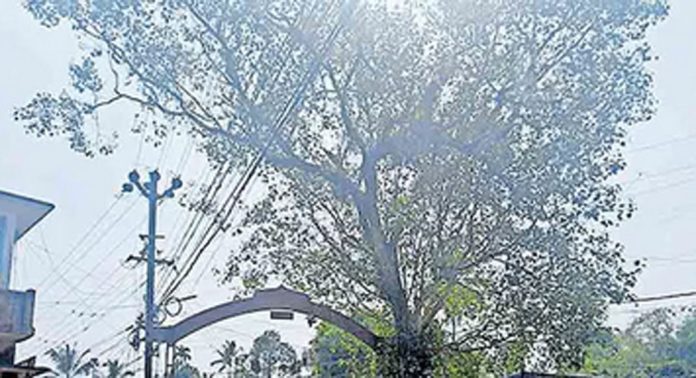 മാവേലിക്കര – കോഴഞ്ചേരി റോഡിൽ വൈദ്യുത ലൈനുകളിലേക്ക് വളർന്നു നിൽക്കുന്ന ആൽമരക്കൊമ്പുകൾ അപകട ഭീഷണിയാകുന്നു മാവേലിക്കര – കോഴഞ്ചേരി റോഡിൽ വൈദ്യുത ലൈനുകളിലേക്ക് വളർന്നു നിൽക്കുന്ന ആൽമരക്കൊമ്പുകൾ അപകട ഭീഷണിയാകുന്നു