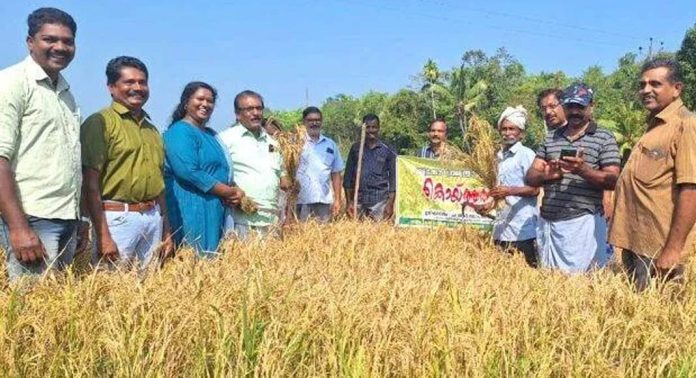 വള്ളിക്കോട് പഞ്ചായത്തിലെ കൊയ്ത്തുത്സവം ഉദ്ഘാടനം ചെയ്തു വള്ളിക്കോട് പഞ്ചായത്തിലെ കൊയ്ത്തുത്സവം ഉദ്ഘാടനം ചെയ്തു