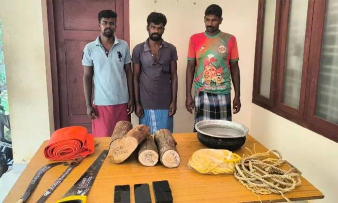 ആര്യങ്കാവ് വനം റേഞ്ചിൽ കടമാൻപാറയിൽ ചന്ദനക്കൊള്ള ; മൂന്ന് തമിഴ്നാട് സ്വദേശികൾ പിടിയിൽ ആര്യങ്കാവ് വനം റേഞ്ചിൽ കടമാൻപാറയിൽ ചന്ദനക്കൊള്ള ; മൂന്ന് തമിഴ്നാട് സ്വദേശികൾ പിടിയിൽ