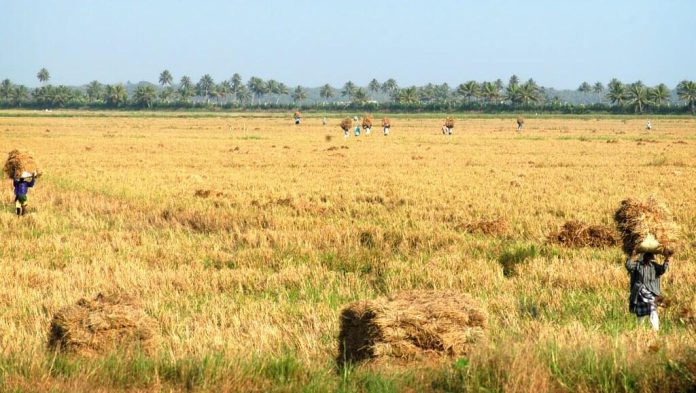 നെല്ലുസംഭരണം വൈകിക്കുന്നതിനു പിന്നാലെ പിആർഎസും വൈകിക്കുന്നു ; പ്രതിഷേധിച്ച് കർഷകർ നെല്ലുസംഭരണം വൈകിക്കുന്നതിനു പിന്നാലെ പിആർഎസും വൈകിക്കുന്നു ; പ്രതിഷേധിച്ച് കർഷകർ