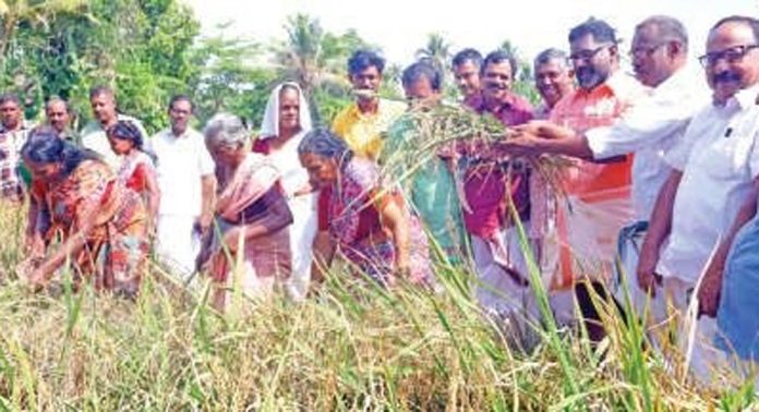 ആലപ്പുഴ കൊമ്പൻകുഴി പാടശേഖരത്തിൽ കൊയ്ത്തുത്സവം നടന്നു ആലപ്പുഴ കൊമ്പൻകുഴി പാടശേഖരത്തിൽ കൊയ്ത്തുത്സവം നടന്നു