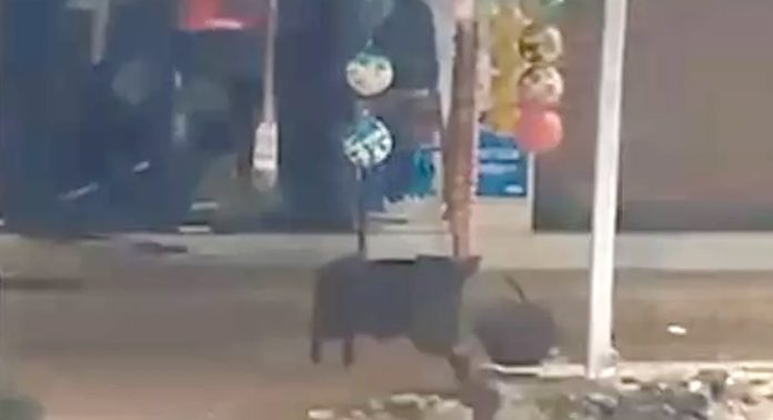 ചന്ദനപ്പള്ളിയിൽ കാട്ടുപന്നികള് കട നശിപ്പിച്ചു ചന്ദനപ്പള്ളിയിൽ കാട്ടുപന്നികള് കട നശിപ്പിച്ചു