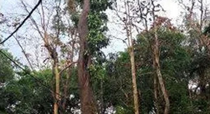 യാത്രക്കാർക്ക് ഭീഷണിയായി ആഞ്ഞിലി മുക്കിലെ കൂറ്റൻ ആഞ്ഞിലി മരം യാത്രക്കാർക്ക് ഭീഷണിയായി ആഞ്ഞിലി മുക്കിലെ കൂറ്റൻ ആഞ്ഞിലി മരം