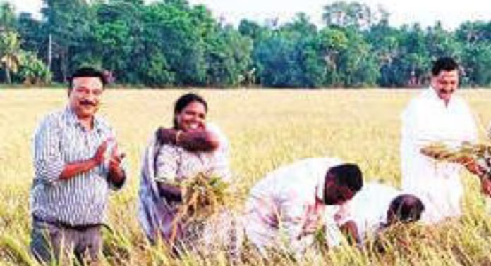 വീയപുരം പ്രയാറ്റേരി മണിയങ്കേരി പാടശേഖരത്തിൽ 1500 ക്വിന്റൽ നെല്ല് കെട്ടിക്കിടക്കുന്നു വീയപുരം പ്രയാറ്റേരി മണിയങ്കേരി പാടശേഖരത്തിൽ 1500 ക്വിന്റൽ നെല്ല് കെട്ടിക്കിടക്കുന്നു
