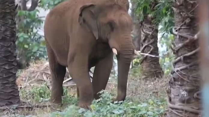 അതിരപ്പിള്ളിയിലെ പരിക്കേറ്റ കാട്ടുകൊമ്പൻ ഏഴാറ്റുമുഖം ഗണപതിയെ മയക്കുവെടി വച്ച് പിടികൂടും അതിരപ്പിള്ളിയിലെ പരിക്കേറ്റ കാട്ടുകൊമ്പൻ ഏഴാറ്റുമുഖം ഗണപതിയെ മയക്കുവെടി വച്ച് പിടികൂടും