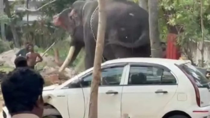 ഇടക്കൊച്ചിയില് ആന ഇടഞ്ഞു ; വാഹനങ്ങൾ തകർത്തു ഇടക്കൊച്ചിയില് ആന ഇടഞ്ഞു ; വാഹനങ്ങൾ തകർത്തു