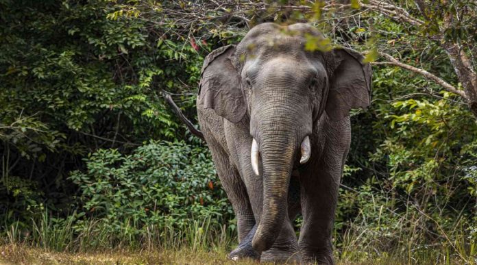 നിലമ്പൂരിൽ വീടിൻ്റെ മതിലും ഗേറ്റും തകർത്ത് കാട്ടാനകൾ നിലമ്പൂരിൽ വീടിൻ്റെ മതിലും ഗേറ്റും തകർത്ത് കാട്ടാനകൾ
