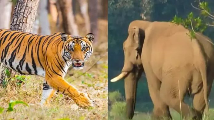 സംസ്ഥാനത്ത് ഒൻപത് വർഷത്തിനിടെ വന്യജീവി ആക്രമണത്തിൽ മരിച്ചത് 1128 പേർ ; വനം വകുപ്പ് ചെലവിട്ടത് 74.83 കോടി രൂപ സംസ്ഥാനത്ത് ഒൻപത് വർഷത്തിനിടെ വന്യജീവി ആക്രമണത്തിൽ മരിച്ചത് 1128 പേർ ; വനം വകുപ്പ് ചെലവിട്ടത് 74.83 കോടി രൂപ
