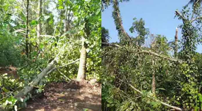 തൃശൂരിൽ മിന്നൽ ചുഴലി ; മരങ്ങള് വീണ് വ്യാപക നാശം തൃശൂരിൽ മിന്നൽ ചുഴലി ; മരങ്ങള് വീണ് വ്യാപക നാശം