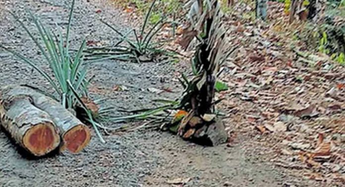 മേത്താനം – ആനപ്പാറ റോഡ് നവീകരണം വൈകുന്നു ; നാട്ടുകാർ റോഡിൽ വാഴയും കൈതയും നട്ട് പ്രതിഷേധിച്ചു മേത്താനം – ആനപ്പാറ റോഡ് നവീകരണം വൈകുന്നു ; നാട്ടുകാർ റോഡിൽ വാഴയും കൈതയും നട്ട് പ്രതിഷേധിച്ചു