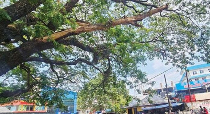 അടൂർ സ്വകാര്യ ബസ്സ്റ്റാൻഡിൽ നിൽക്കുന്ന മരത്തിലെ ഉണങ്ങിയ മരച്ചില്ല അപകടഭീഷണി ഉയർത്തുന്നു അടൂർ സ്വകാര്യ ബസ്സ്റ്റാൻഡിൽ നിൽക്കുന്ന മരത്തിലെ ഉണങ്ങിയ മരച്ചില്ല അപകടഭീഷണി ഉയർത്തുന്നു