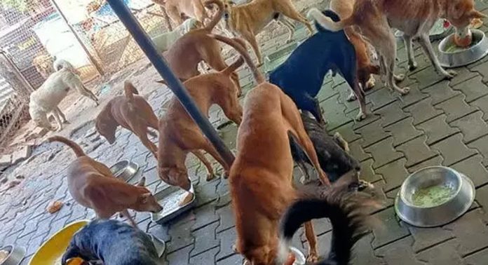 കൂട്ടമായി തെരുവ് നായ്ക്കളെ വീട്ടിൽ വളർത്തുന്നതിനെതിരെ പ്രതിഷേധവുമായി നാട്ടുകാര് കൂട്ടമായി തെരുവ് നായ്ക്കളെ വീട്ടിൽ വളർത്തുന്നതിനെതിരെ പ്രതിഷേധവുമായി നാട്ടുകാര്
