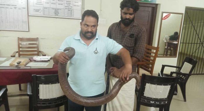 ഇരുതലമൂരിയെന്ന പാമ്പിനെ കൈവശം വെച്ചു ; റാന്നിയിൽ രണ്ടു പേർ പിടിയിൽ ഇരുതലമൂരിയെന്ന പാമ്പിനെ കൈവശം വെച്ചു ; റാന്നിയിൽ രണ്ടു പേർ പിടിയിൽ