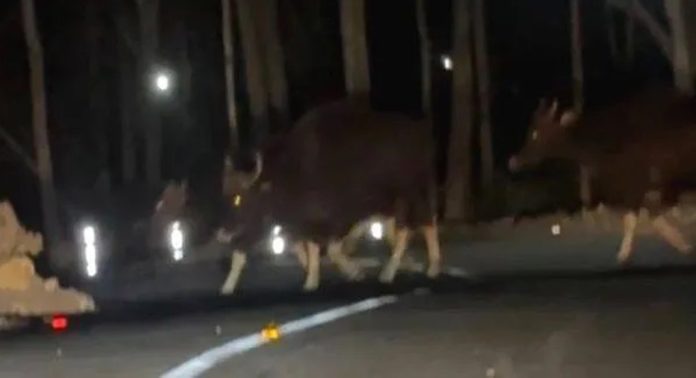തണ്ണിത്തോട് കാട്ടുപോത്ത് ശല്യം രൂക്ഷം തണ്ണിത്തോട് കാട്ടുപോത്ത് ശല്യം രൂക്ഷം