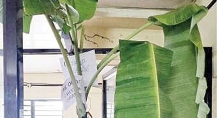 ചിറ്റാർ പഞ്ചായത്തിലെ വികസനപ്രവർത്തനങ്ങൾ അട്ടിമറിക്കാൻ ഉദ്യോഗസ്ഥർ ശ്രമിക്കുന്നു ; വാഴനാട്ടി പ്രതിഷേധിച്ച്പഞ്ചായത്ത് അംഗം ചിറ്റാർ പഞ്ചായത്തിലെ വികസനപ്രവർത്തനങ്ങൾ അട്ടിമറിക്കാൻ ഉദ്യോഗസ്ഥർ ശ്രമിക്കുന്നു ; വാഴനാട്ടി പ്രതിഷേധിച്ച്പഞ്ചായത്ത് അംഗം