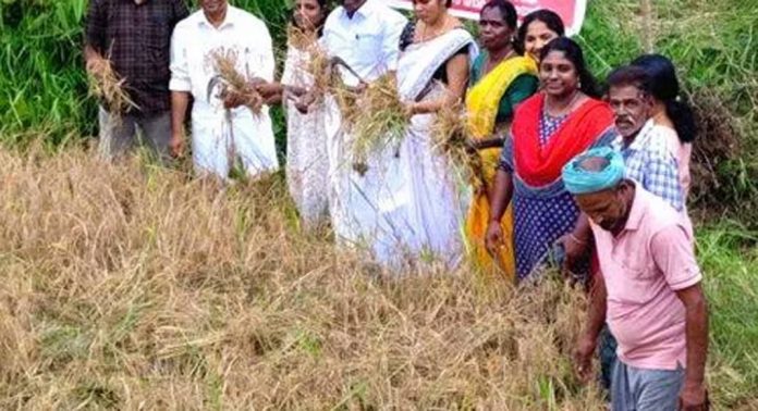 ഊരിക്കടവ് – നീർവിളാകം പാടശേഖരത്തിൽ കൊയ്ത്തുത്സവം ആരംഭിച്ചു ഊരിക്കടവ് – നീർവിളാകം പാടശേഖരത്തിൽ കൊയ്ത്തുത്സവം ആരംഭിച്ചു