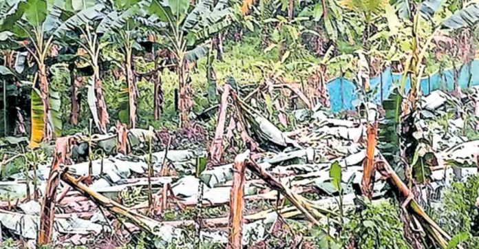 കാറ്റിലും മഴയിലും ഇടുക്കി ജില്ലയിൽ വ്യാപക നാശനഷ്ടം കാറ്റിലും മഴയിലും ഇടുക്കി ജില്ലയിൽ വ്യാപക നാശനഷ്ടം