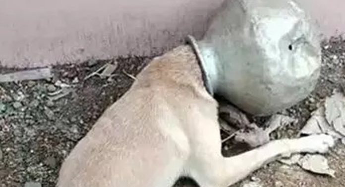വെള്ളം കുടിക്കുന്നതിനിടെ അലൂമിനിയം കുടത്തിൽ തലകുടുങ്ങിയ തെരുവുനായയെ ഫയർ ഫോഴ്സ് രക്ഷപെടുത്തി വെള്ളം കുടിക്കുന്നതിനിടെ അലൂമിനിയം കുടത്തിൽ തലകുടുങ്ങിയ തെരുവുനായയെ ഫയർ ഫോഴ്സ് രക്ഷപെടുത്തി