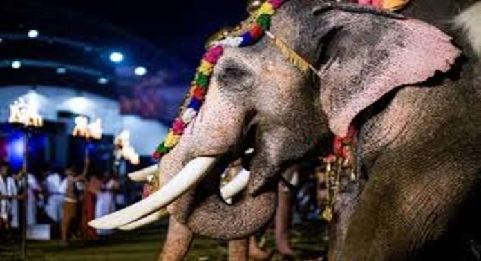 കോഴിക്കോട് അനുമതിയില്ലാതെ എഴുന്നള്ളിച്ച ആനയെ കസ്റ്റഡിയിലെടുത്ത് വനം വകുപ്പ് കോഴിക്കോട് അനുമതിയില്ലാതെ എഴുന്നള്ളിച്ച ആനയെ കസ്റ്റഡിയിലെടുത്ത് വനം വകുപ്പ്
