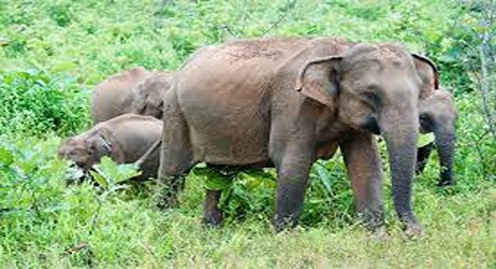 പാലക്കാട് കാട്ടാന ആക്രമണത്തിൽ രണ്ട് അന്യസംസ്ഥാന തൊഴിലാളികൾക്ക് പരുക്ക് പാലക്കാട് കാട്ടാന ആക്രമണത്തിൽ രണ്ട് അന്യസംസ്ഥാന തൊഴിലാളികൾക്ക് പരുക്ക്