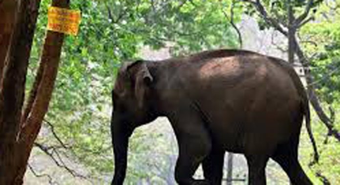 അതിരപ്പിള്ളിയിൽ പരിക്കേറ്റ കാട്ടാന ഏഴാറ്റുമുഖം ഗണപതിക്ക് ചികിത്സ നൽകുമെന്ന് വനം വകുപ്പ് അതിരപ്പിള്ളിയിൽ പരിക്കേറ്റ കാട്ടാന ഏഴാറ്റുമുഖം ഗണപതിക്ക് ചികിത്സ നൽകുമെന്ന് വനം വകുപ്പ്