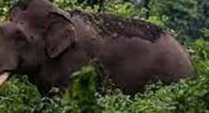നെല്ലിയാമ്പതിയിൽ കാട്ടാനയുടെ ആക്രമണം ; തോട്ടം തൊഴിലാളിക്ക് പരിക്ക് നെല്ലിയാമ്പതിയിൽ കാട്ടാനയുടെ ആക്രമണം ; തോട്ടം തൊഴിലാളിക്ക് പരിക്ക്