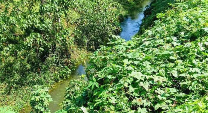 കാട്മൂടി കല്ലട ജലസേചന പദ്ധതി കനാലുകൾ കാട്മൂടി കല്ലട ജലസേചന പദ്ധതി കനാലുകൾ