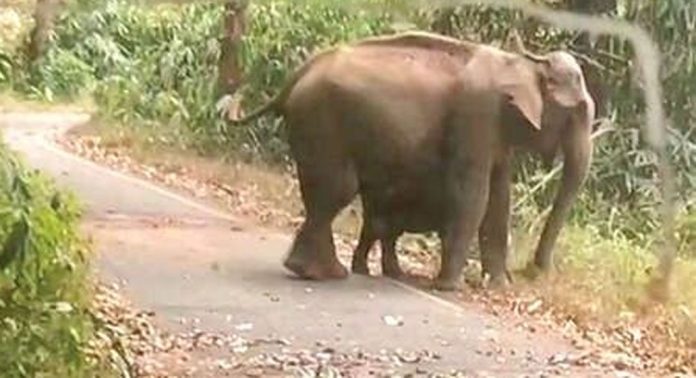 ചോരകക്കി വനമേഖലയിൽ കെ.എസ്.ആർ.ടി.സി. ബസിന്റെ വഴിതടഞ്ഞ് ആനയും ആനക്കുട്ടിയും ചോരകക്കി വനമേഖലയിൽ കെ.എസ്.ആർ.ടി.സി. ബസിന്റെ വഴിതടഞ്ഞ് ആനയും ആനക്കുട്ടിയും