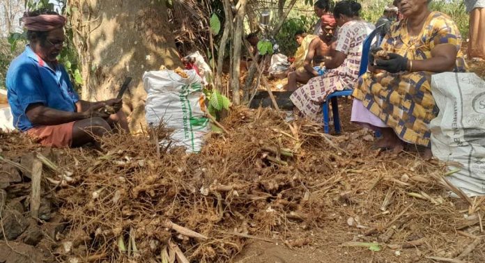 കോലിഞ്ചിക്ക് വിലയില്ല ; പ്രതിസന്ധിയിലായി കർഷകർ കോലിഞ്ചിക്ക് വിലയില്ല ; പ്രതിസന്ധിയിലായി കർഷകർ