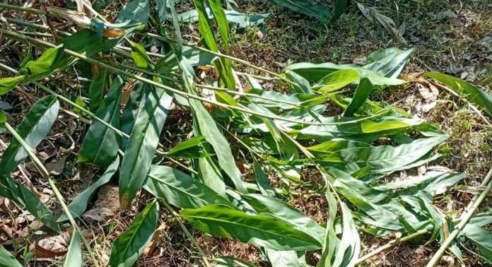 മണ്ണീറയില് ഒരാഴ്ചയായി കാട്ടാനയുടെ വിളയാട്ടം മണ്ണീറയില് ഒരാഴ്ചയായി കാട്ടാനയുടെ വിളയാട്ടം