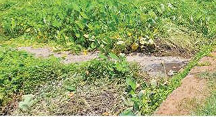 പഴകുളം പടിഞ്ഞാറ് കോയിക്കൽ ഭദ്ര ധർമ്മ ശാസ്താക്ഷേത്രത്തിന് സമീപം കക്കൂസ് മാലിന്യം തള്ളുന്നു പഴകുളം പടിഞ്ഞാറ് കോയിക്കൽ ഭദ്ര ധർമ്മ ശാസ്താക്ഷേത്രത്തിന് സമീപം കക്കൂസ് മാലിന്യം തള്ളുന്നു
