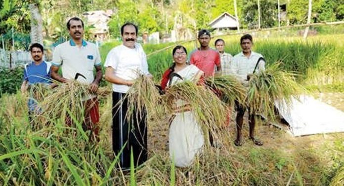 കോയിപ്രം പഞ്ചായത്തിലെ കരനെല്ല് കൃഷിയുടെ കൊയ്ത്തുത്സവം ഉദ്ഘാടനം ചെയ്തു കോയിപ്രം പഞ്ചായത്തിലെ കരനെല്ല് കൃഷിയുടെ കൊയ്ത്തുത്സവം ഉദ്ഘാടനം ചെയ്തു