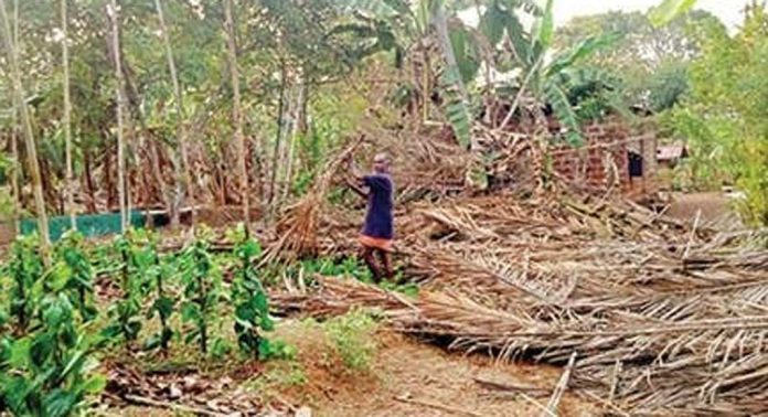 തെങ്ങമത്ത് ശക്തമായ കാറ്റിലും മഴയിലും കർഷകരുടെ വെറ്റിലക്കൃഷി ഒടിഞ്ഞുവീണ് നശിച്ചു തെങ്ങമത്ത് ശക്തമായ കാറ്റിലും മഴയിലും കർഷകരുടെ വെറ്റിലക്കൃഷി ഒടിഞ്ഞുവീണ് നശിച്ചു