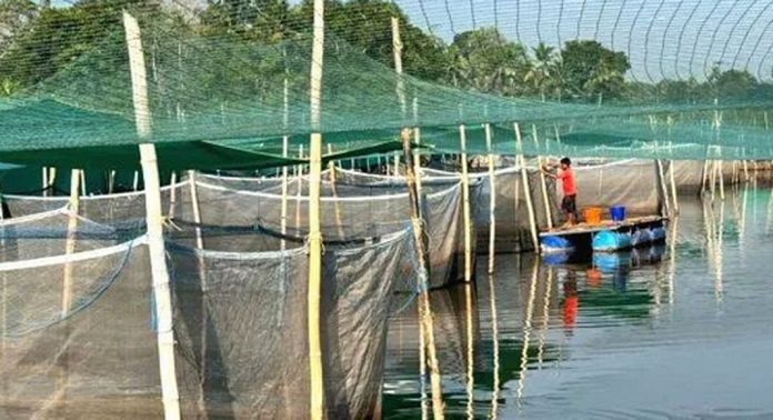 ചെമ്പുകചാലിലെ മത്സ്യകൃഷിക്ക് മികച്ച വരുമാനം ചെമ്പുകചാലിലെ മത്സ്യകൃഷിക്ക് മികച്ച വരുമാനം