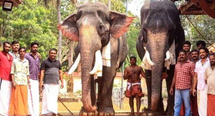 ശ്രീവല്ലഭ ക്ഷേത്രത്തിൽ ആനയൂട്ട് നടന്നു ശ്രീവല്ലഭ ക്ഷേത്രത്തിൽ ആനയൂട്ട് നടന്നു