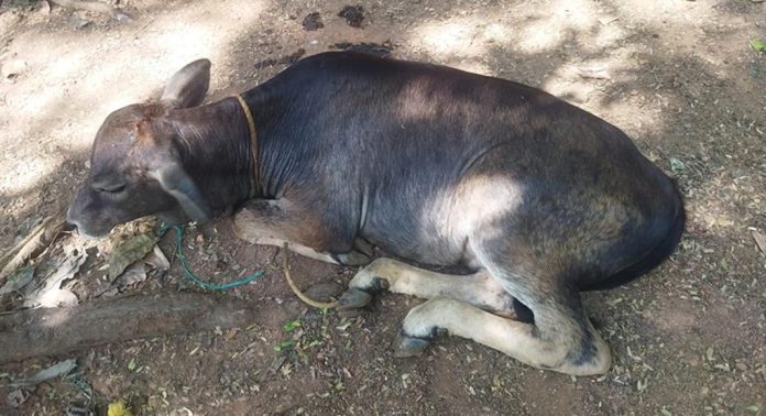 തൃശൂർ പാലപ്പിള്ളിയിൽ പശുക്കുട്ടിയെ പുലിയാക്രമിച്ചു തൃശൂർ പാലപ്പിള്ളിയിൽ പശുക്കുട്ടിയെ പുലിയാക്രമിച്ചു