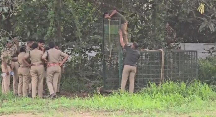 ചാലക്കുടിയില് കണ്ട പുലിയെ പിടികൂടാന് കൂട് സ്ഥാപിച്ചു ചാലക്കുടിയില് കണ്ട പുലിയെ പിടികൂടാന് കൂട് സ്ഥാപിച്ചു
