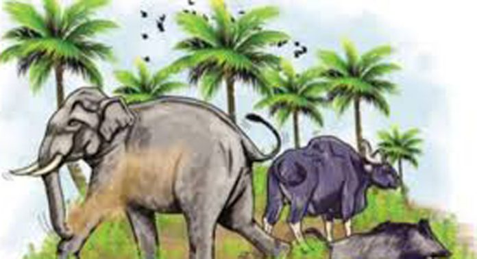നാട്ടിലിറങ്ങുന്ന വന്യ മൃഗങ്ങളെ വെടിവെച്ചു കൊല്ലാനുള്ള കോഴിക്കോട് ചക്കിട്ടപ്പാറ പഞ്ചായത്തിൻ്റെ തീരുമാനത്തിനെതിരെ വനം വകുപ്പ് നാട്ടിലിറങ്ങുന്ന വന്യ മൃഗങ്ങളെ വെടിവെച്ചു കൊല്ലാനുള്ള കോഴിക്കോട് ചക്കിട്ടപ്പാറ പഞ്ചായത്തിൻ്റെ തീരുമാനത്തിനെതിരെ വനം വകുപ്പ്