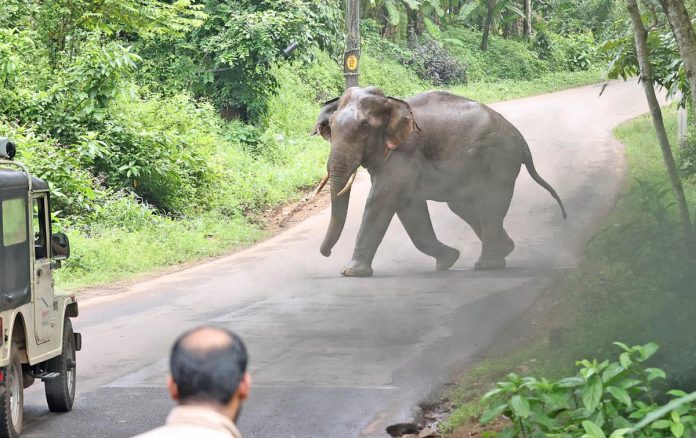 ആറളം ഫാം പുനരധിവാസ മേഖലയിൽ തമ്പടിച്ച കാട്ടാനകളെ തുരത്തുന്ന ദൗത്യം ; ഒരാനയെക്കൂടി കാട്ടിലെത്തിച്ചു ആറളം ഫാം പുനരധിവാസ മേഖലയിൽ തമ്പടിച്ച കാട്ടാനകളെ തുരത്തുന്ന ദൗത്യം ; ഒരാനയെക്കൂടി കാട്ടിലെത്തിച്ചു