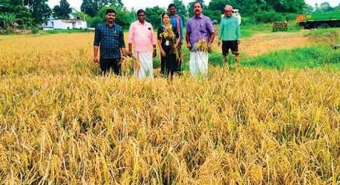 കരിങ്ങാലിപ്പാടത്ത് കൊയ്ത്താരംഭിച്ചു കരിങ്ങാലിപ്പാടത്ത് കൊയ്ത്താരംഭിച്ചു